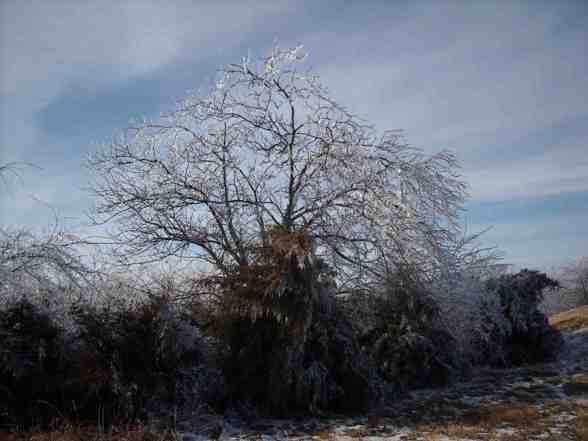 Ice Storm  - 