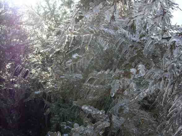 Ice Storm  - 