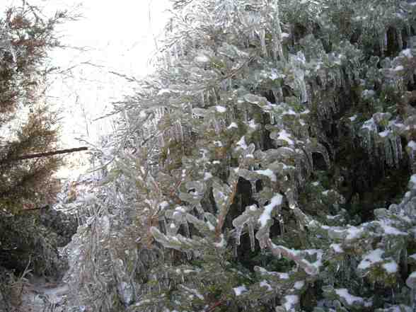 Ice Storm  - 