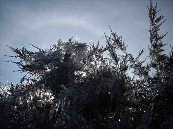 Ice Storm  - 