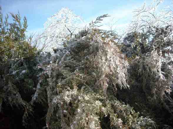 Ice Storm  - 