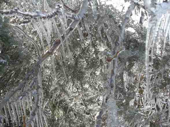 Ice Storm  - 