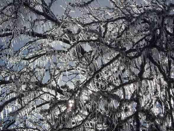 Ice Storm  - 