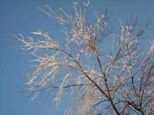 Ice Storm  - 