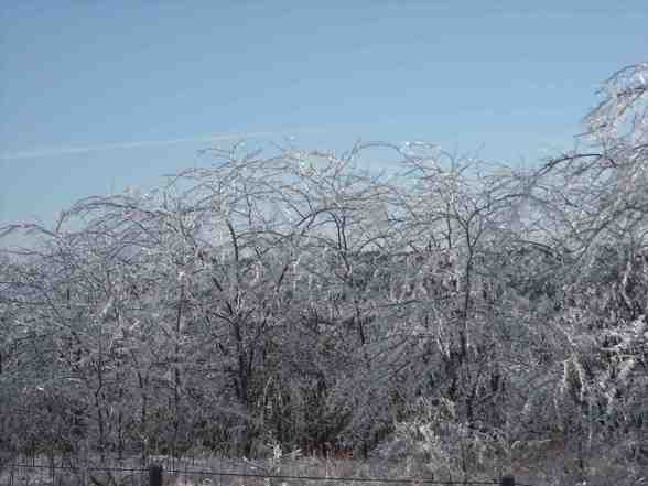 Ice Storm  - 