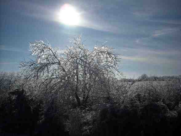 Ice Storm  - 