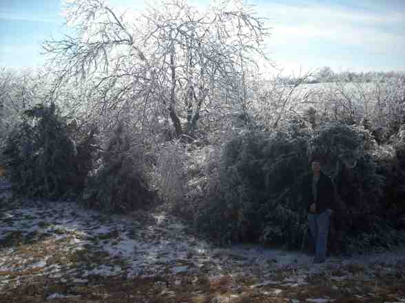 Ice Storm  - 