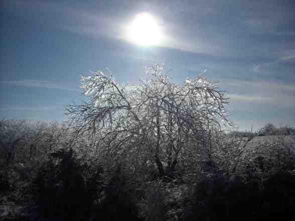 Ice Storm  - 