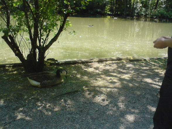 Tierpark Haag 1.6.08 - 