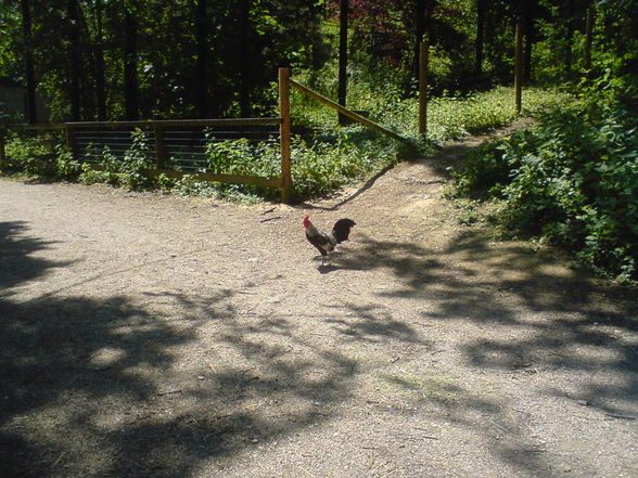 Tierpark Haag 1.6.08 - 