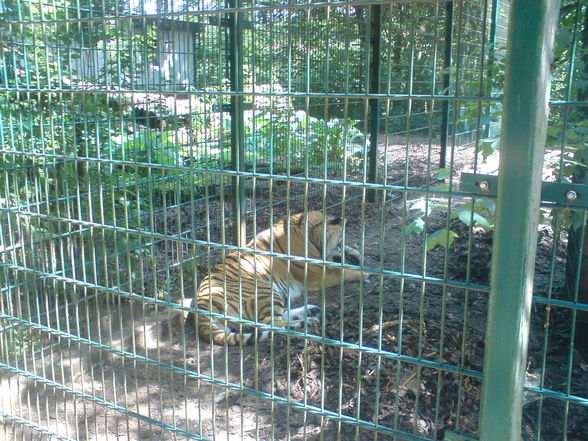 Tierpark Haag 1.6.08 - 