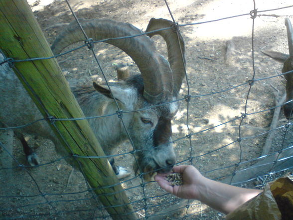 Tierpark Haag 1.6.08 - 