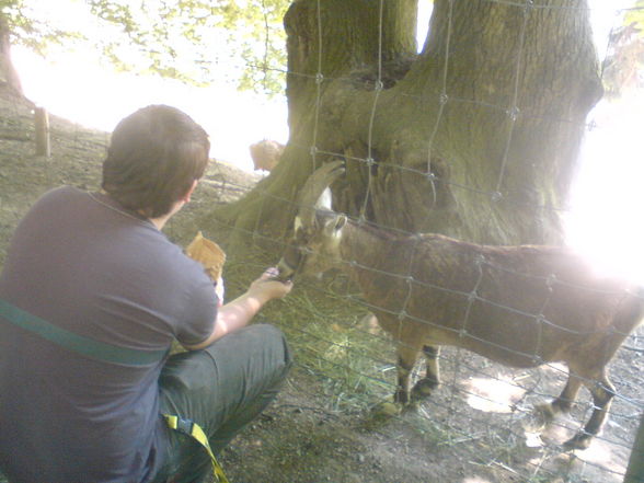 Tierpark Haag 1.6.08 - 