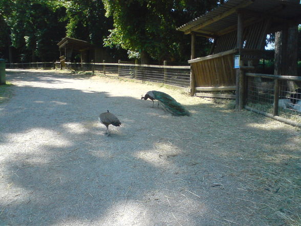 Tierpark Haag 1.6.08 - 