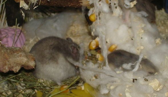 Die süßesten Babyhamster der - 