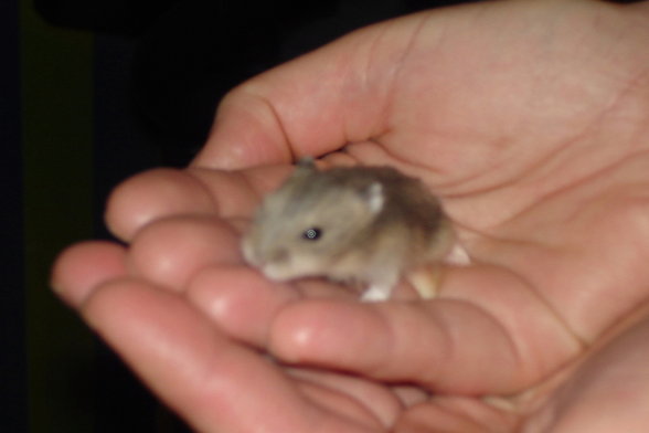 Die süßesten Babyhamster der - 