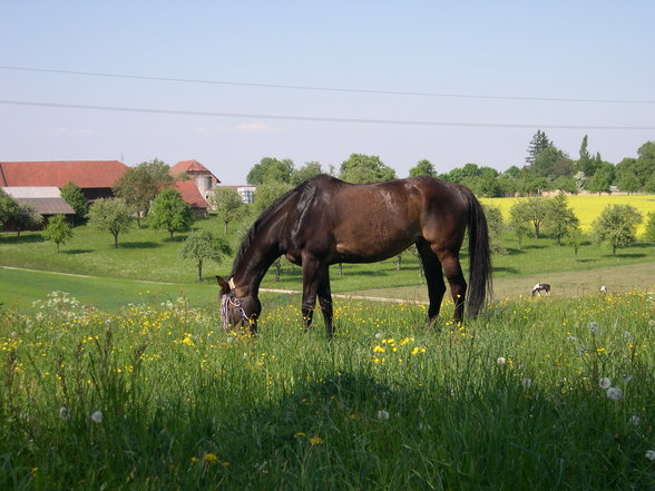 Topic Frühjahr 2007 - 