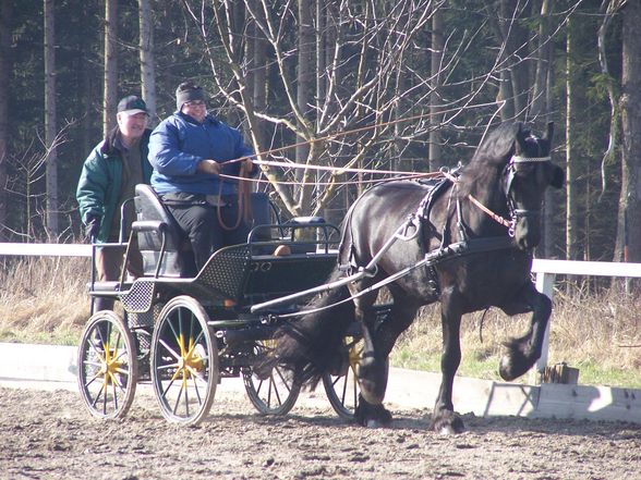 Pferdi vom Stall - 