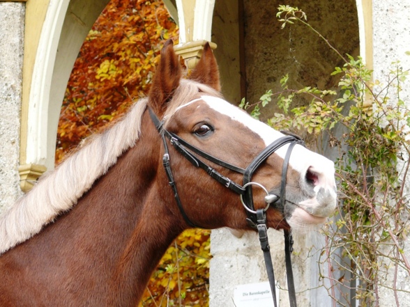 der herbst ist da... - 