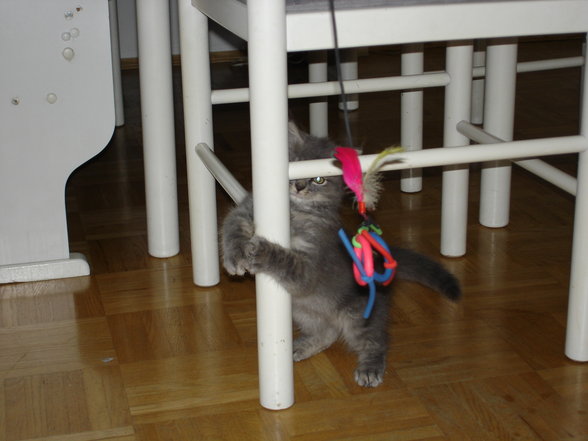 Gismo the gangstercat - 