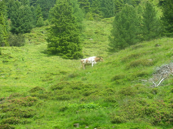 Praktikum auf der ALM - 