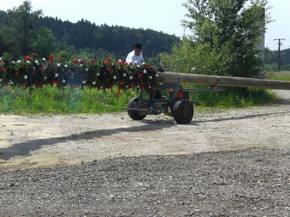 Maibaum-Piraten - 