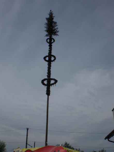 Maibaum-Piraten - 