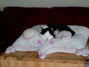 Katzen - 