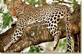 Leopard - 