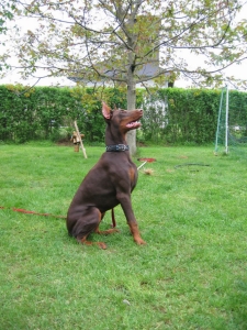 Dobermann - 