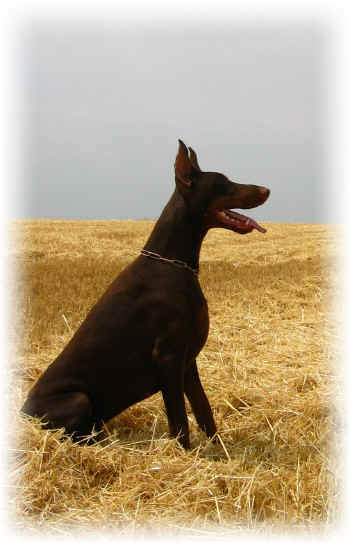 Dobermann - 