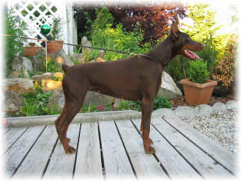 Dobermann - 