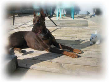 Dobermann - 