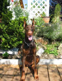 Dobermann - 