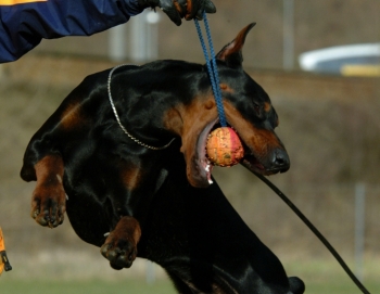 Dobermann - 