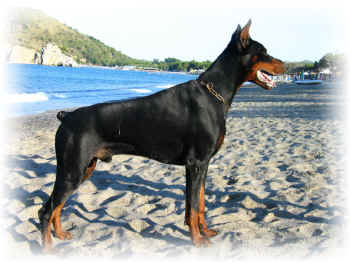 Dobermann - 