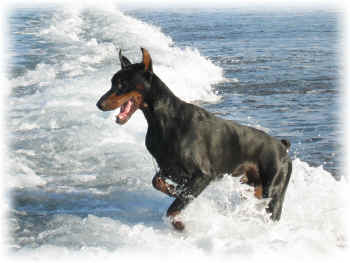 Dobermann - 