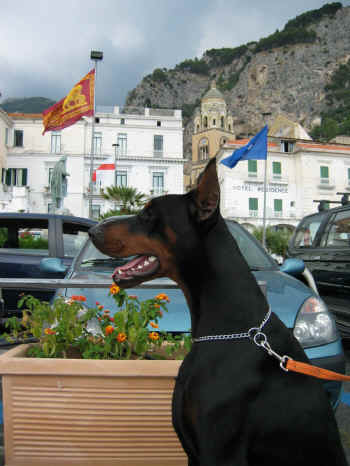 Dobermann - 