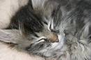 Katzen - 