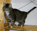 Katzen - 