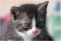 Katzen - 