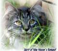 Katzen - 