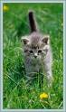 Katzen - 