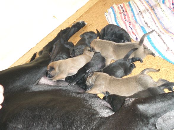 Hundebabys - 