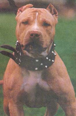 mei pitbull tyson - 