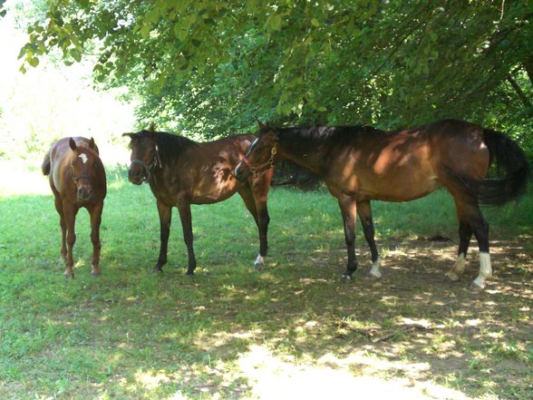 My Horses - 