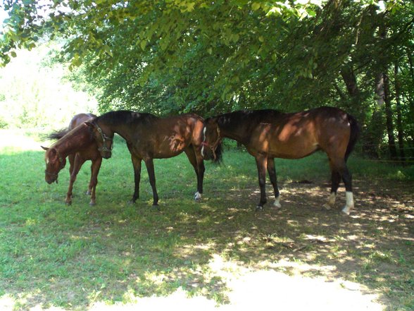 My Horses - 