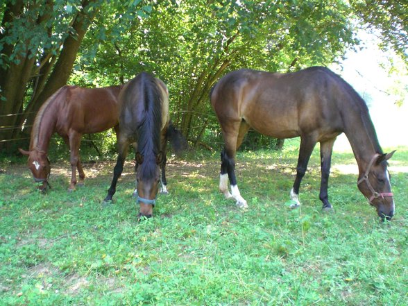 My Horses - 