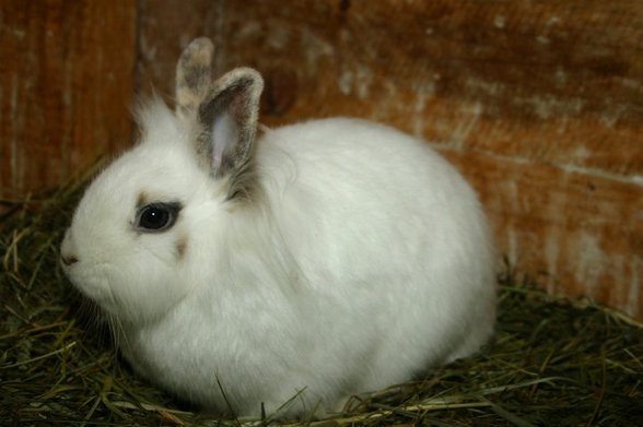Meine Bunny's - 