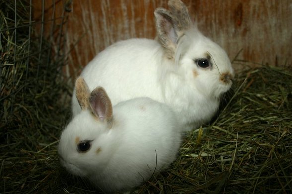 Meine Bunny's - 